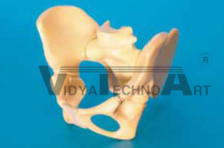 Paediatric Pelvis 40